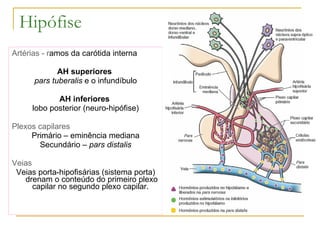 Hipófise Artérias - r amos da carótida interna AH superiores   pars tuberalis  e o infundíbulo AH inferiores  lobo posterior (neuro-hipófise) Plexos capilares Primário – eminência mediana Secundário –  pars distalis Veias Veias porta-hipofisárias (sistema porta) drenam o conteúdo do primeiro plexo capilar no segundo plexo capilar.  