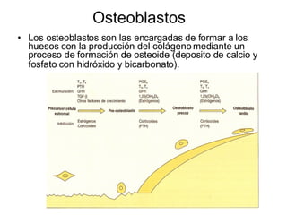Osteoblastos  Los osteoblastos son las encargadas de formar a los huesos con la producción del colágeno mediante un proceso de formación de osteoide (deposito de calcio y fosfato con hidróxido y bicarbonato).   