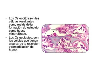 Los Osteocitos son las células resultantes como matriz de la formación de osteoide como hueso mineralizado.  Los Osteoclastos, son las células que tienen a su cargo la resorción y remodelación del hueso.  