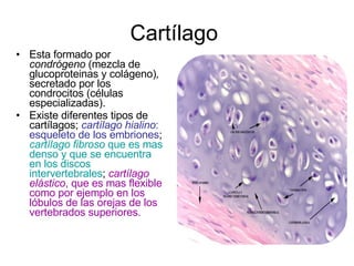 Cartílago  Esta formado por  condrógeno  (mezcla de glucoproteinas y colágeno) ,  secretado por los condrocitos (células especializadas).  Existe diferentes tipos de cartílagos;  cartílago hialino : esqueleto de los embriones ;  cartílago fibroso  que es mas denso y que se encuentra en los discos intervertebrales ;  cartílago elástico , que es mas flexible como por ejemplo en los lóbulos de las orejas de los vertebrados superiores. 