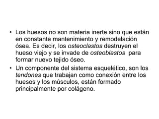 Los huesos no son materia inerte sino que están en constante mantenimiento y remodelación ósea. Es decir, los  osteoclastos  destruyen el hueso viejo y se invade de  osteoblastos   para formar nuevo tejido óseo.  Un componente del sistema esquelético, son los  tendones  que trabajan como conexión entre los huesos y los músculos, están formado principalmente por colágeno.  