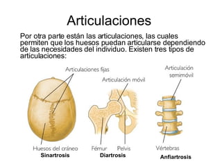 Articulaciones  Por otra parte están las articulaciones, las cuales permiten que los huesos puedan articularse dependiendo de las necesidades del individuo. Existen tres tipos de articulaciones: Sinartrosis  Diartrosis  Anfiartrosis  
