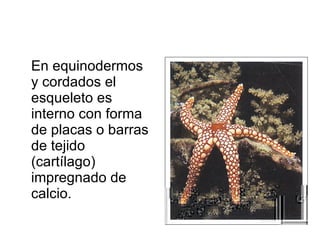 En equinodermos y cordados el esqueleto es interno con forma de placas o barras de tejido (cartílago) impregnado de calcio. 