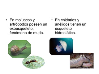 En moluscos y artrópodos poseen un exoesqueleto, fenómeno de muda. En cnidarios y anélidos tienen un esqueleto hidrostático.  