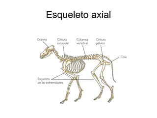 Esqueleto axial 