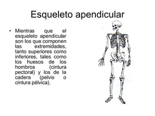 Esqueleto apendicular Mientras que el esqueleto apendicular son los que componen las extremidades, tanto superiores como inferiores, tales como los huesos de los hombros (cintura pectoral) y los de la cadera (pelvis o cintura pélvica).   