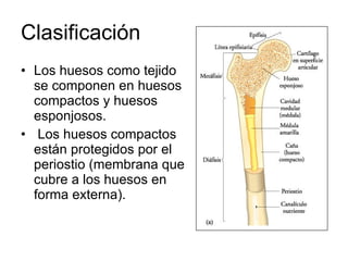 Clasificación  Los huesos como tejido se componen en huesos compactos y huesos esponjosos. Los huesos compactos están protegidos por el periostio (membrana que cubre a los huesos en forma externa).  