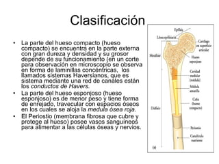 Clasificación  La parte del hueso compacto (hueso compacto) se encuentra en la parte externa con gran dureza y densidad y su grosor depende de su funcionamiento (en un corte para observación en microscopio se observa en forma de laminillas concéntricas,  los llamados sistemas Haversianos, que es sistema mediante una red de canales están los  conductos de Havers.   La parte del hueso esponjoso (hueso esponjoso) es de menor peso y tiene forma de enrejado, travecular con espacios óseos en los cuales se aloja la  medula ósea roja.   El Periostio (membrana fibrosa que cubre y protege al hueso) posee vasos sanguíneos para alimentar a las células óseas y nervios.  