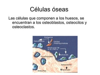 Células óseas  Las células que componen a los huesos, se encuentran a los osteoblastos, osteocitos y osteoclastos. 