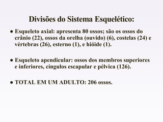 ● Esqueleto axial: apresenta 80 ossos; são os ossos do
crânio (22), ossos da orelha (ouvido) (6), costelas (24) e
vértebras (26), esterno (1), e hióide (1).
● Esqueleto apendicular: ossos dos membros superiores
e inferiores, cíngulos escapular e pélvica (126).
● TOTAL EM UM ADULTO: 206 ossos.
 