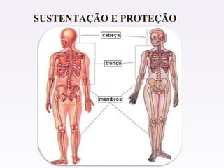SUSTENTAÇÃO E PROTEÇÃO
 