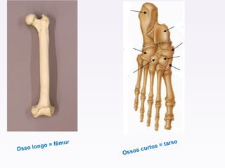 Osso longo = fêmur
Ossos curtos = tarso
 