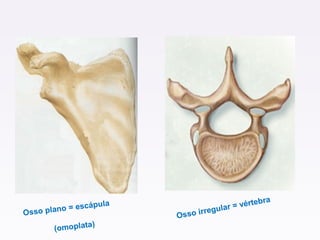 Osso plano = escápula
(omoplata)
Osso irregular = vértebra
 