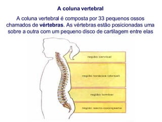 A coluna vertebral A coluna vertebral é composta por 33 pequenos ossos chamados de  vértebras . As vértebras estão posicionadas uma sobre a outra com um pequeno disco de cartilagem entre elas pra reduzir o atrito. 