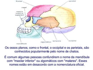 Os ossos planos, como o frontal, o occipital e os parietais, são conhecidos popularmente pelo nome de chatos. É comum algumas pessoas confundirem o nome da mandíbula com "maxilar inferior" ou zigomáticos com "malares". Esses nomes estão em desacordo com a nomenclatura oficial. 