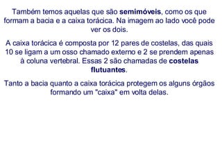 Também temos aquelas que são  semimóveis , como os que formam a bacia e a caixa torácica. Na imagem ao lado você pode ver os dois. A caixa torácica é composta por 12 pares de costelas, das quais 10 se ligam a um osso chamado externo e 2 se prendem apenas à coluna vertebral. Essas 2 são chamadas de  costelas flutuantes . Tanto a bacia quanto a caixa torácica protegem os alguns órgãos formando um "caixa" em volta delas. 