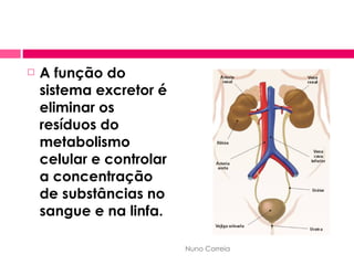 A função do sistema excretor é eliminar os resíduos do metabolismo celular e controlar a concentração de substâncias no sangue e na linfa. Nuno Correia 