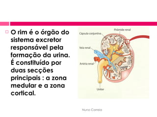 O rim é o órgão do sistema excretor responsável pela formação da urina. É constituído por duas secções principais : a zona medular e a zona cortical. Nuno Correia 