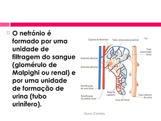 O nefrónio é formado por uma unidade de filtragem do sangue (glomérulo de Malpighi ou renal) e por uma unidade de formação de urina (tubo urinífero). Nuno Correia 