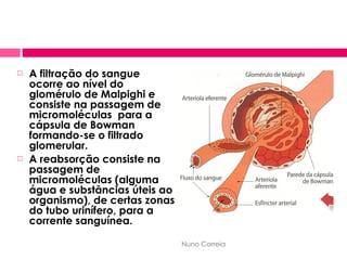 A filtração do sangue ocorre ao nível do glomérulo de Malpighi e consiste na passagem de micromoléculas  para a cápsula de Bowman formando-se o filtrado glomerular. A reabsorção consiste na passagem de micromoléculas (alguma água e substâncias úteis ao organismo), de certas zonas do tubo urinífero, para a corrente sanguínea. Nuno Correia 