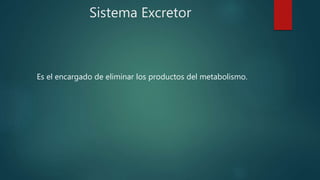 Sistema Excretor
Es el encargado de eliminar los productos del metabolismo.
 
