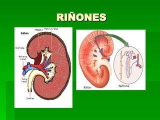 RIÑONES 