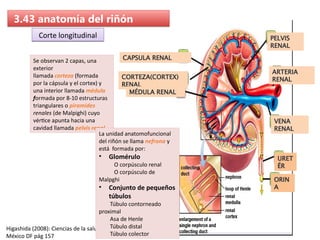 _sistema-genitourinario.medicina huamana-saludpdf | PDF