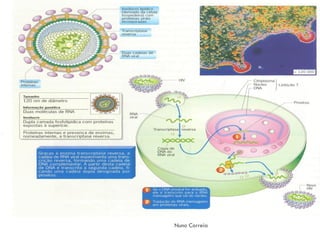 Sistema ImunitáRio (DoençAs E DesequilíBrios)