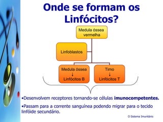 O Sistema Imunitário
Medula óssea
vermelha
Medula óssea
Linfócitos B
Timo
Linfócitos T
Linfoblastos
Onde se formam os
Linfócitos?
•Desenvolvem receptores tornando-se células imunocompetentes.
•Passam para a corrente sanguínea podendo migrar para o tecido
linfóide secundário.
 