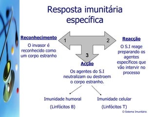 O Sistema Imunitário
Resposta imunitária
específica
Reconhecimento
O invasor é
reconhecido como
um corpo estranho
Reacção
O S.I reage
preparando os
agentes
específicos que
vão intervir no
processo
3
Acção
Os agentes do S.I
neutralizam ou destroem
o corpo estranho.
1 2
Imunidade humoral
(Linfócitos B)
Imunidade celular
(Linfócitos T)
 