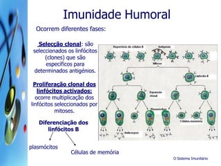O Sistema Imunitário
Imunidade Humoral
Ocorrem diferentes fases:
Selecção clonal: são
seleccionados os linfócitos
(clones) que são
específicos para
determinados antigénios.
Proliferação clonal dos
linfócitos activados:
ocorre multiplicação dos
linfócitos seleccionados por
mitoses.
Diferenciação dos
linfócitos B
plasmócitos
Células de memória
 
