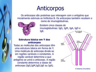 O Sistema Imunitário
Anticorpos
Os anticorpos são proteínas que interagem com o antigénio que
inicialmente estimula os linfócitos B. Os anticorpos também recebem o
nome de imunoglobulinas.
Existem cinco classes de
imunoglobulinas: IgG, IgM, IgA, IgD e
IgE.
Estrutura básica em Y dos
anticorpos
Todas as moléculas dos anticorpos têm
uma estrutura básica em forma de Y.
Uma molécula de anticorpo divide-se
em regiões variáveis e constantes. A
região variável determina a que
antigénio se unirá o anticorpo. A região
constante determina a classe de
anticorpo (IgG,IgM,IgD,IgE ou IgA).
 