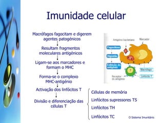 O Sistema Imunitário
Imunidade celular
Macrófagos fagocitam e digerem
agentes patogénicos
Resultam fragmentos
moleculares antigénicos
Ligam-se aos marcadores e
formam o MHC
Forma-se o complexo
MHC-antigénio
Activação dos linfócitos T
Divisão e diferenciação das
células T
Células de memória
Linfócitos supressores TS
Linfócitos TH
Linfócitos TC
 