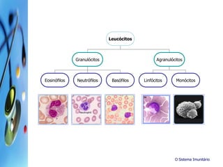 O Sistema Imunitário
Leucócitos
Granulócitos Agranulócitos
Eosinófilos LinfócitosNeutrófilos Basófilos Monócitos
 