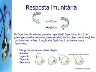 O Sistema Imunitário
Resposta imunitária
•Linfócitos
Os fagócitos são células que têm capacidade fagocitária, isto é de
prolongar porções celulares (pseudópodes) com o objectivo de englobar
partículas estranhas. A acção dos fagócitos é denominada por
fagocitose.
•Fagócitos
Esta processa-se em várias etapas:
Adesão
Ingestão
Digestão
Exocitose
 