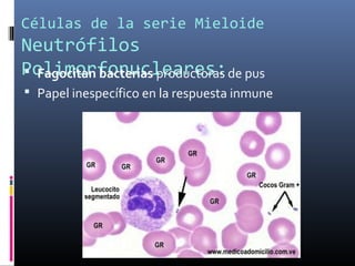 Células de la serie Mieloide
Neutrófilos
Polimorfonucleares: Fagocitan bacterias productoras de pus
 Papel inespecífico en la respuesta inmune
 