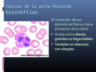 Células de la serie Mieloide
Eosinófilos
El contenido de sus
gránulos se libera y hacia
al exterior de la célula.
 Actúa contra dianas
grandes no fagocitables
 También se relaciona
con alergias.
 