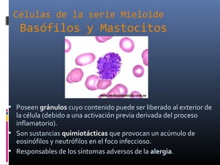 Células de la serie Mieloide
Basófilos y Mastocitos
 Poseen gránulos cuyo contenido puede ser liberado al exterior de
la célula (debido a una activación previa derivada del proceso
inflamatorio).
 Son sustancias quimiotácticas que provocan un acúmulo de
eosinófilos y neutrófilos en el foco infeccioso.
 Responsables de los síntomas adversos de la alergia.
 