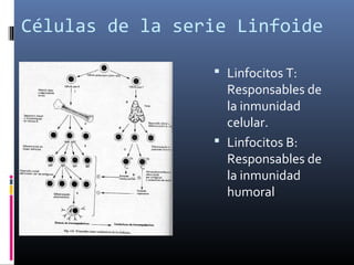 Células de la serie Linfoide
 Linfocitos T:
Responsables de
la inmunidad
celular.
 Linfocitos B:
Responsables de
la inmunidad
humoral
 