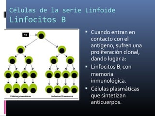 Células de la serie Linfoide
Linfocitos B
 Cuando entran en
contacto con el
antígeno, sufren una
proliferación clonal,
dando lugar a:
 Linfocitos B2 con
memoria
inmunológica.
 Células plasmáticas
que sintetizan
anticuerpos.
 