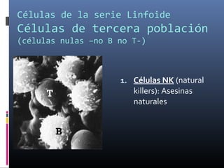 Células de la serie Linfoide
Células de tercera población
(células nulas –no B no T-)
1. Células NK (natural
killers): Asesinas
naturales
 
