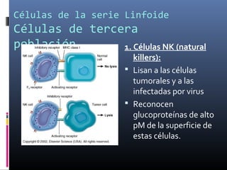 Células de la serie Linfoide
Células de tercera
población. 1. Células NK (natural
killers):
 Lisan a las células
tumorales y a las
infectadas por virus
 Reconocen
glucoproteínas de alto
pM de la superficie de
estas células.
 