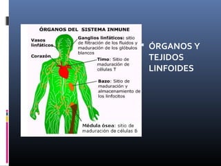  ÓRGANOS Y
TEJIDOS
LINFOIDES
 