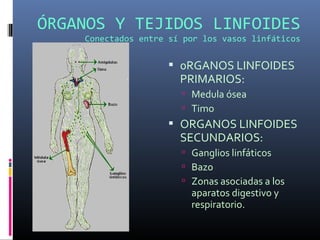 ÓRGANOS Y TEJIDOS LINFOIDES
Conectados entre sí por los vasos linfáticos
 0RGANOS LINFOIDES
PRIMARIOS:
 Medula ósea
 Timo
 ORGANOS LINFOIDES
SECUNDARIOS:
 Ganglios linfáticos
 Bazo
 Zonas asociadas a los
aparatos digestivo y
respiratorio.
 