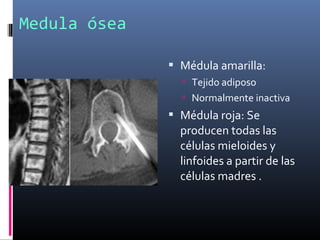Medula ósea
 Médula amarilla:
 Tejido adiposo
 Normalmente inactiva
 Médula roja: Se
producen todas las
células mieloides y
linfoides a partir de las
células madres .
 