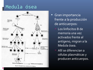 Medula ósea
 Gran importancia
frente a la producción
de anticuerpos:
 Los linfocitos B de
memoria una vez
activados frente al
antígeno, migran a la
Medula ósea.
 Allí se diferencian a
células plasmáticas y
producen anticuerpos.
 