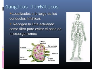 Ganglios linfáticos
Localizados a lo largo de losLocalizados a lo largo de los
conductos linfáticosconductos linfáticos
 Recogen la linfa actuandoRecogen la linfa actuando
como filtro para evitar el paso decomo filtro para evitar el paso de
microorganismosmicroorganismos
 