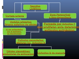 GangliosGanglios
LinfáticosLinfáticos
Corteza externaCorteza externa
Zona ParacorticalZona Paracortical
o timo-dependienteo timo-dependiente
Nodulos primarios:Nodulos primarios:
Grupos esfericos de célulasGrupos esfericos de células
Folículos secundarios:Folículos secundarios:
Maduran los linfocitos BMaduran los linfocitos B
Al ser estimuladosAl ser estimulados
por el antígeno,por el antígeno,
se transforman:se transforman:
Células plasmáticas:Células plasmáticas:
productoras de anticuerposproductoras de anticuerpos Linfocitos B de memoriaLinfocitos B de memoria
Formada porFormada por linfocitos Tlinfocitos T
que proliferan ante determinadque proliferan ante determinad
estímulos antigénicosestímulos antigénicos
 