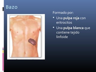Bazo
Formado por:
 Una pulpa roja con
eritrocitos
 Una pulpa blanca que
contiene tejido
linfoide
 