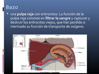 Bazo
 una pulpa roja con eritrocitos: La función de la
pulpa roja consiste en filtrar la sangre y capturar y
destruir los eritrocitos viejos, que han perdido o
mermado su función de transporte de oxígeno.
 
